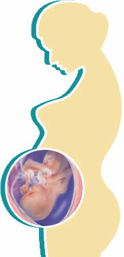 foetal-development-month4