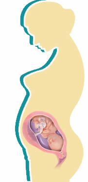 foetal-development-month5